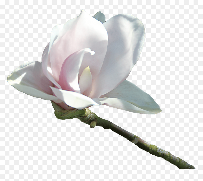 Flor Blanca Aterciopelado - Fleurs Blanche Png, Transparent Png - flores dibujo png