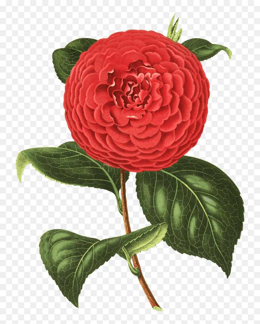 Camelia Dibujo - Camelia Png, Transparent Png - flores dibujo png