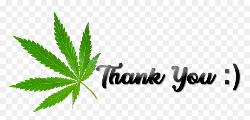 Thank You Cannabis Png - Maple Leaf, Transparent Png - marijuana.png