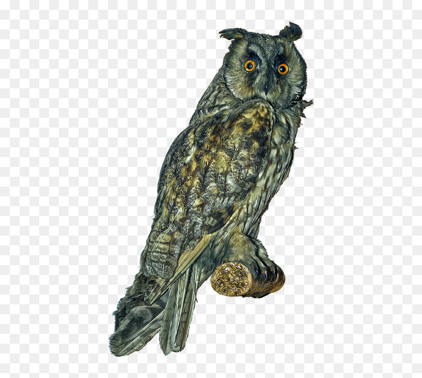 Long Eared Owl Png, Transparent Png - snow owl png