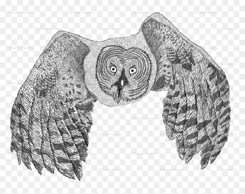 Sketch, HD Png Download - snow owl png