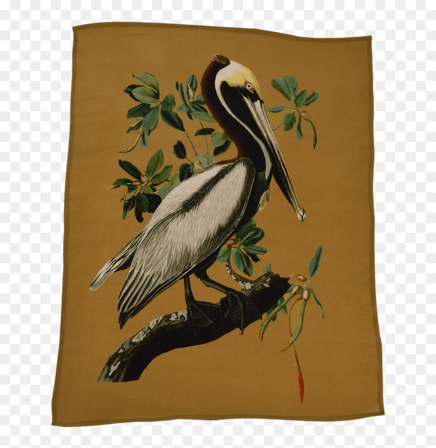 Brown Pelican, HD Png Download - blue heron png