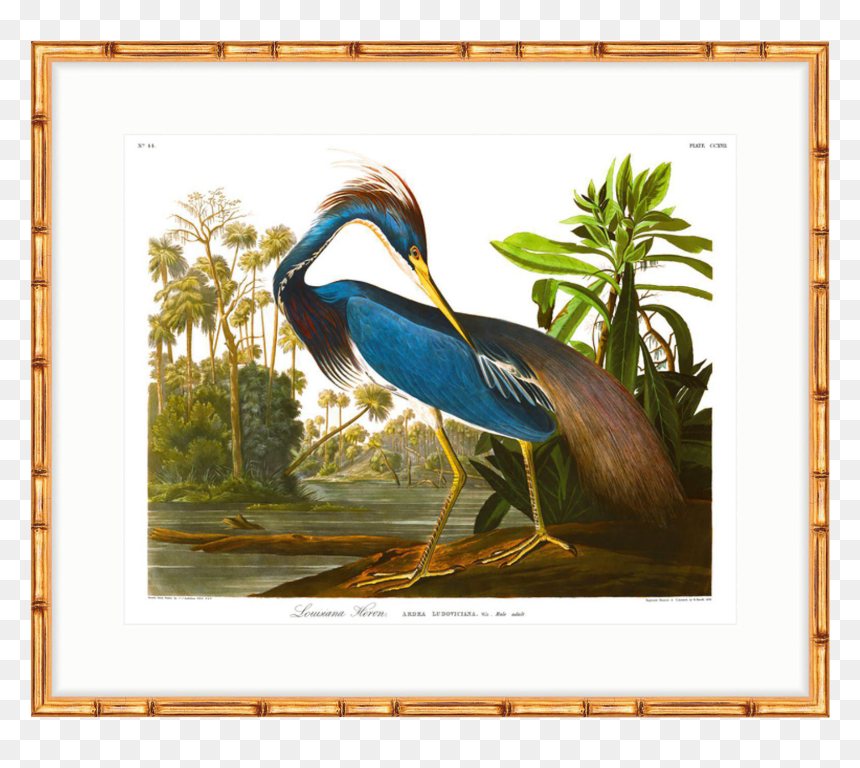 John James Audubon Bird, HD Png Download - blue heron png