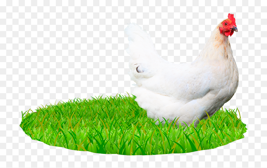 Image Of Chicken - Chicken Nature, HD Png Download - png nature