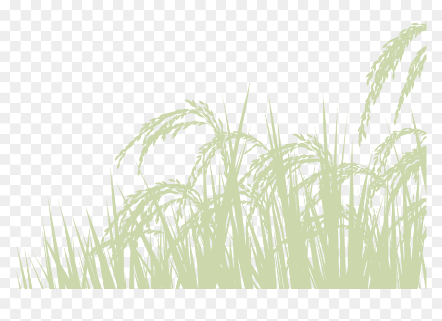 Phragmites, HD Png Download - rice plant png