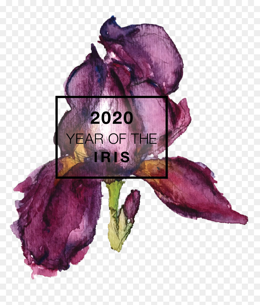 2020 Year Of The National Garden Bureau, HD Png Download - purple iris png