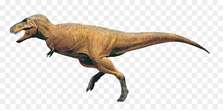 Velociraptor, HD Png Download - t rex skeleton png