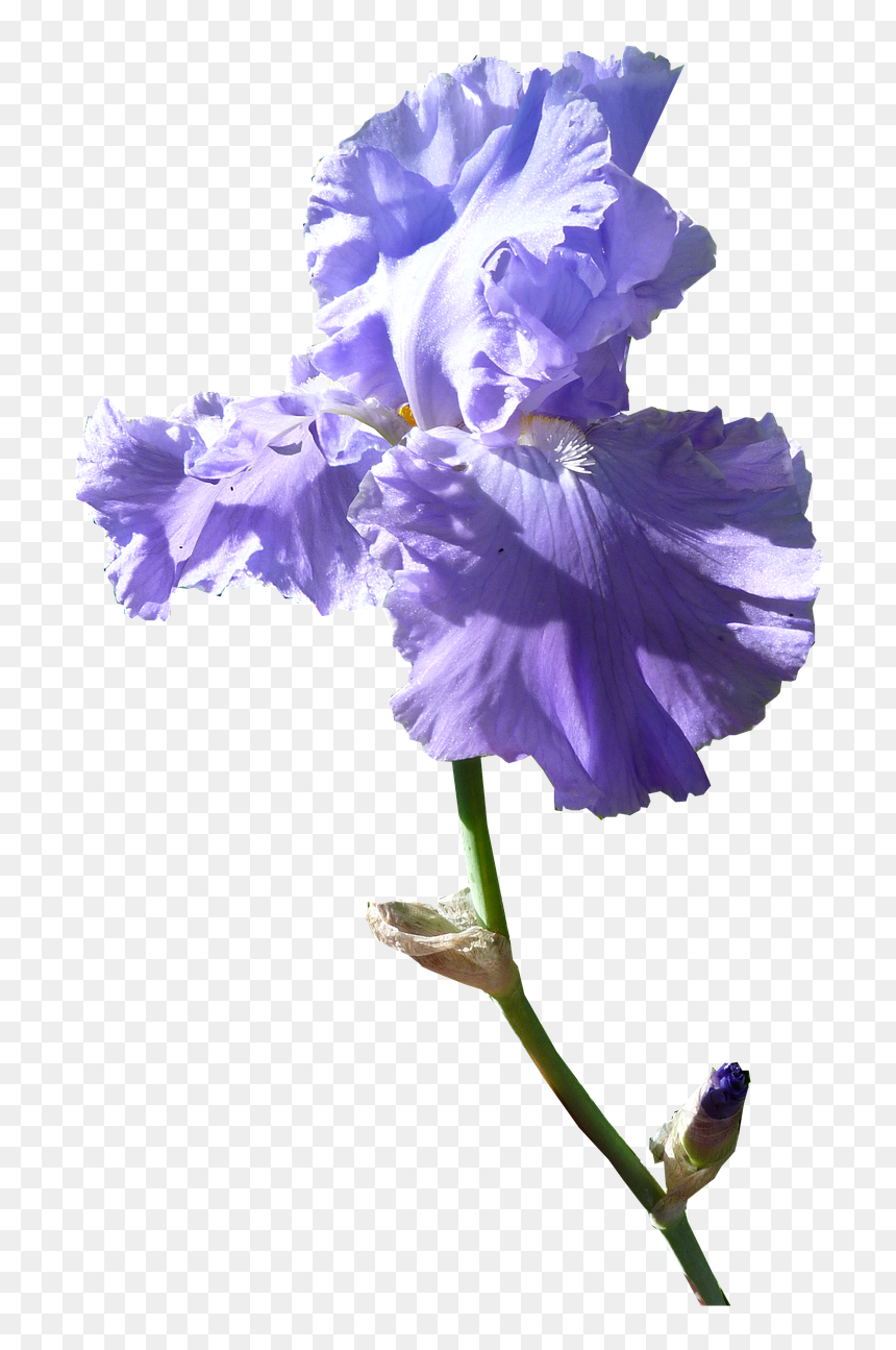 Iris Flower Dark Mauve Free Photo, HD Png Download - purple iris png