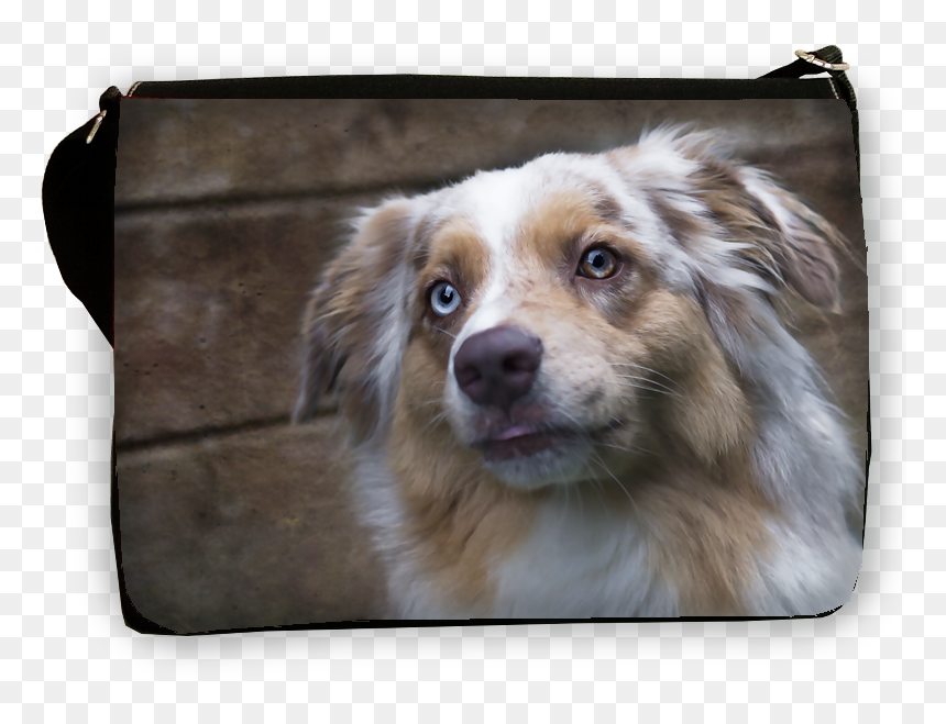 Companion Dog, HD Png Download - australian shepherd png