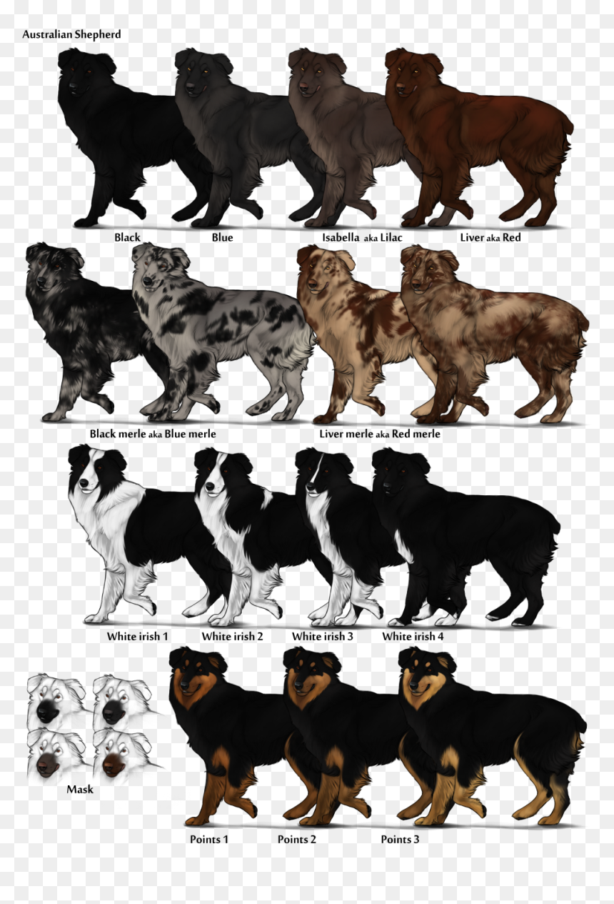 Lilac Australian Cattle Dog, HD Png Download - australian shepherd png