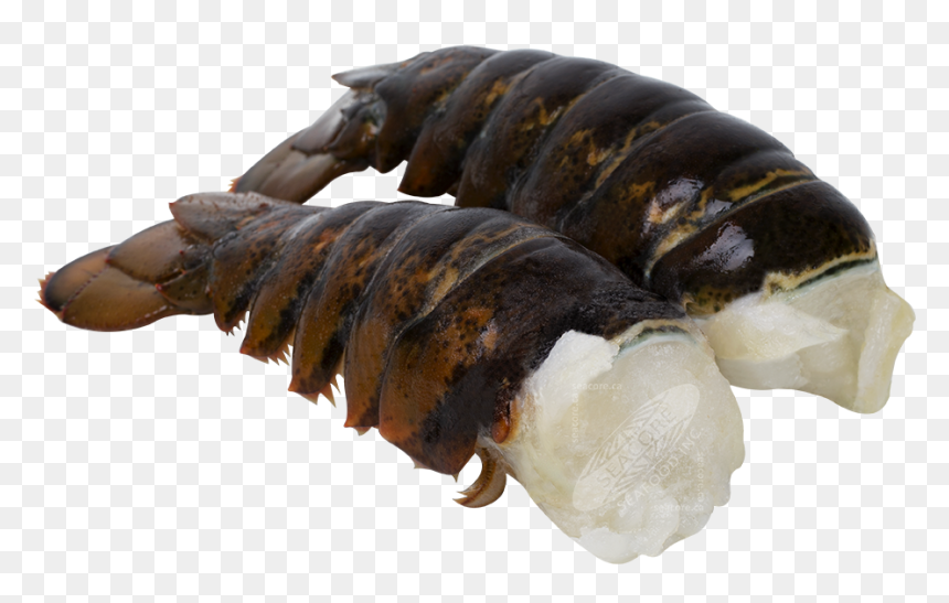 Homarus Americanus Tails, HD Png Download - lobster tail png