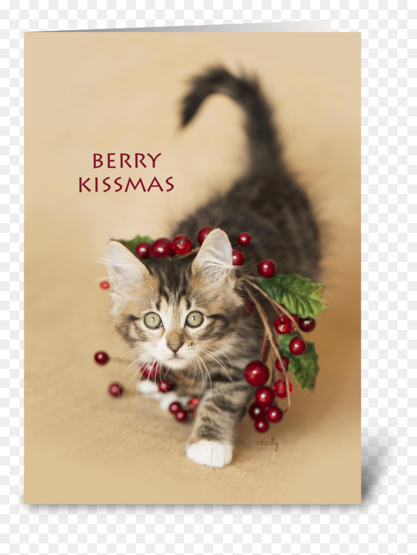 Berry Kissmas Christmas Kitten Greeting Card - Kitten, HD Png Download - christmas berries png