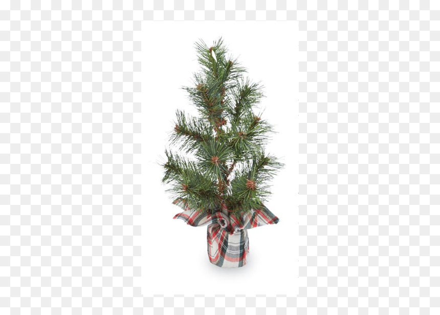 Houseplant, HD Png Download - fir branch png