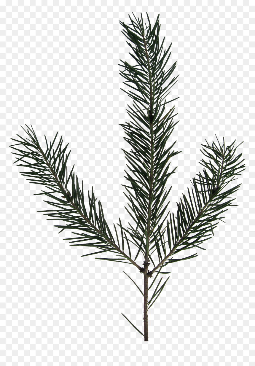 Transparent Evergreen Branch Png , Png Download - Transparent Evergreen Branch Png, Png Download - fir branch png