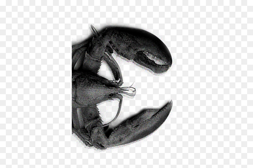 House Fly, HD Png Download - lobster tail png