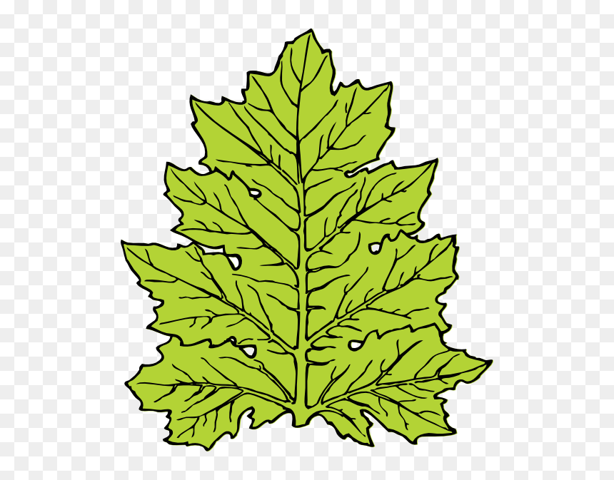 Free Vector Acanthus Leaf Clip Art - Leaf Clip Art, HD Png Download - leaf png vector