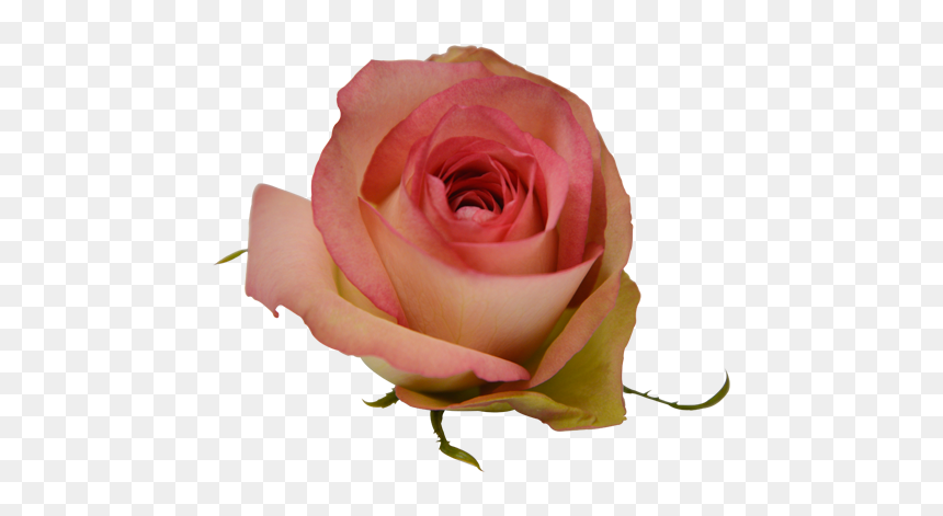 Floribunda, HD Png Download - pink glow png