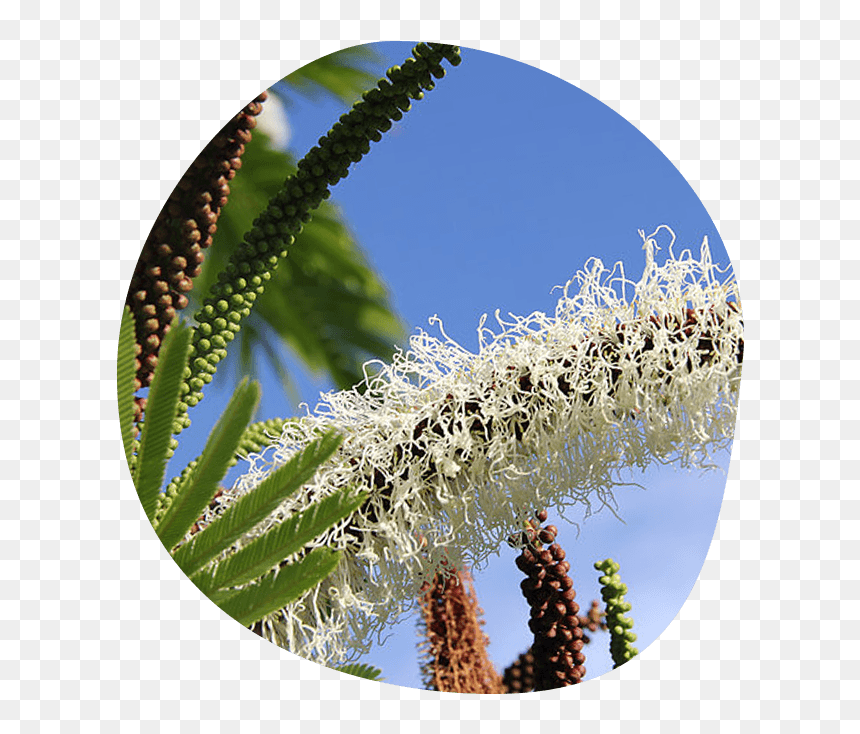 Palm Tree, HD Png Download - dry tree png