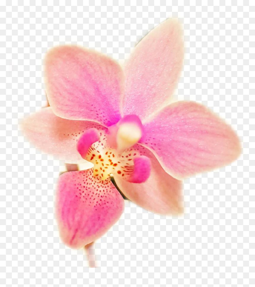 #flower #orchid #flowers #orchids #orchidaceae #garden - Orchids Of The Philippines, HD Png Download - orchid flower png