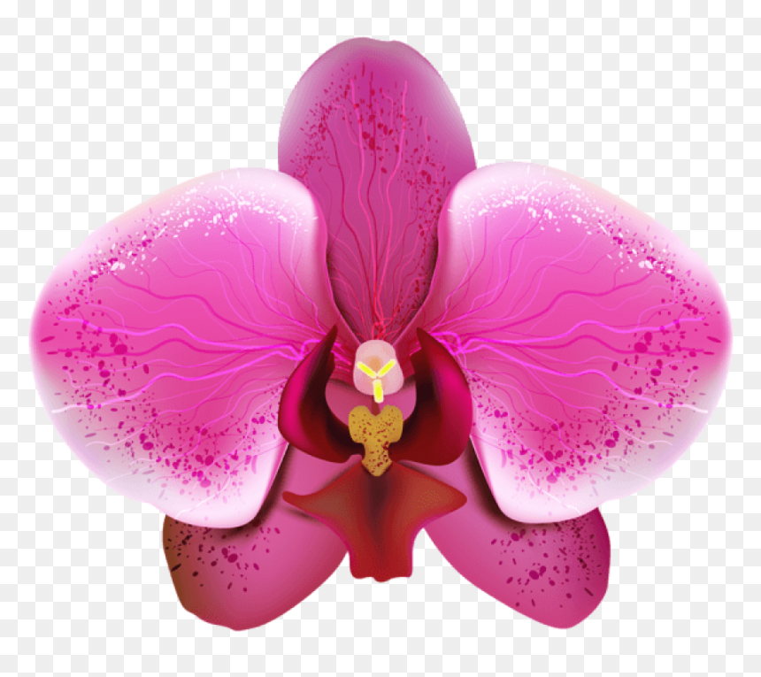 Orchid Png Image - Orchid .png, Transparent Png - orchid flower png