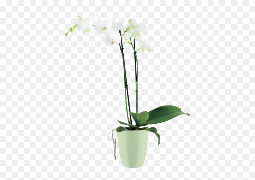 Flowerpot, HD Png Download - orchid flower png