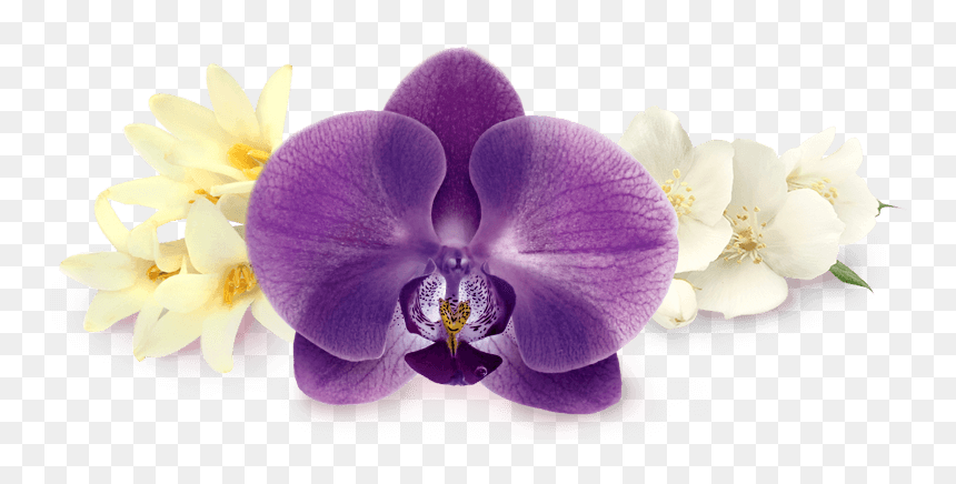 Heart Note - Moth Orchid, HD Png Download - orchid flower png
