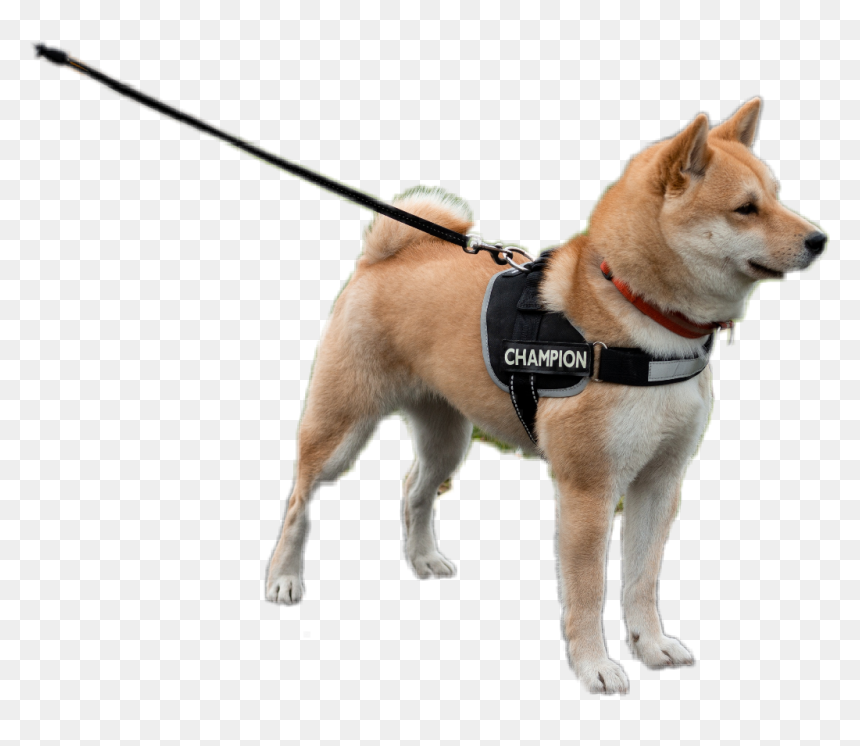 Akita Inu - Hokkaido, HD Png Download - akita png