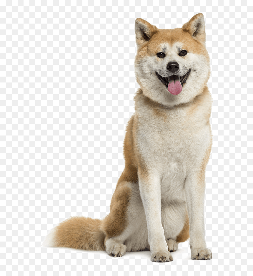 Akita Inu, HD Png Download - akita png