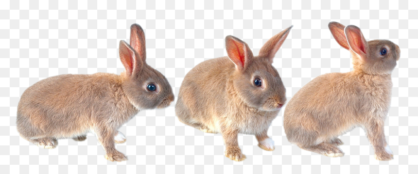 Easter Bunny, HD Png Download - baby bunny png