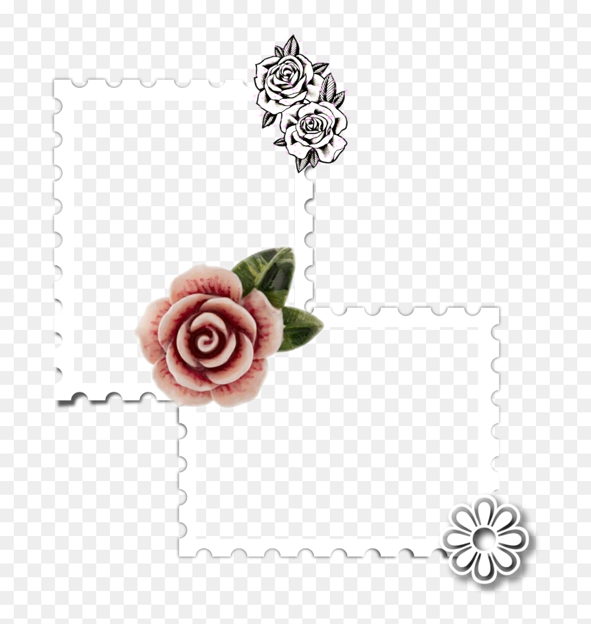 #stamp #frame #insert #photoframe #empty - Garden Roses, HD Png Download - empty frame png