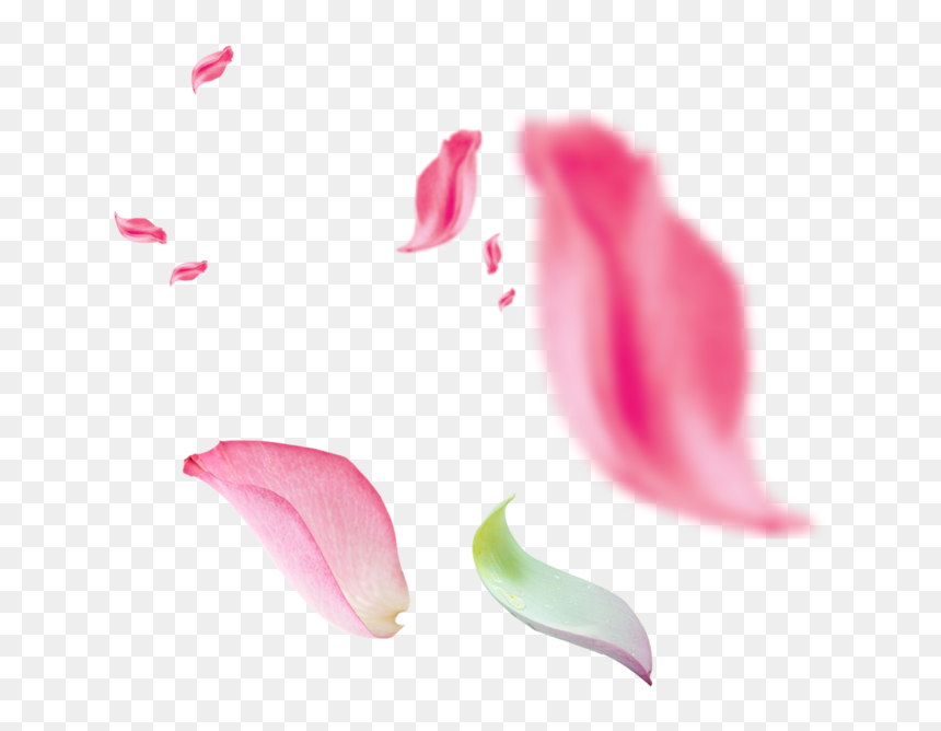 Petalos Rosa Png , Png Download - Portable Network Graphics, Transparent Png - petalos de rosa png