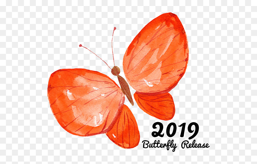 Lycaenid, HD Png Download - orange butterfly png