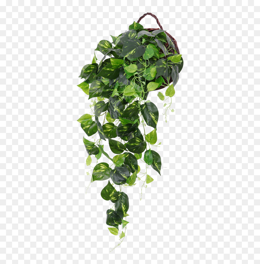 Hanging Flowers Png, Transparent Png - hanging spider png
