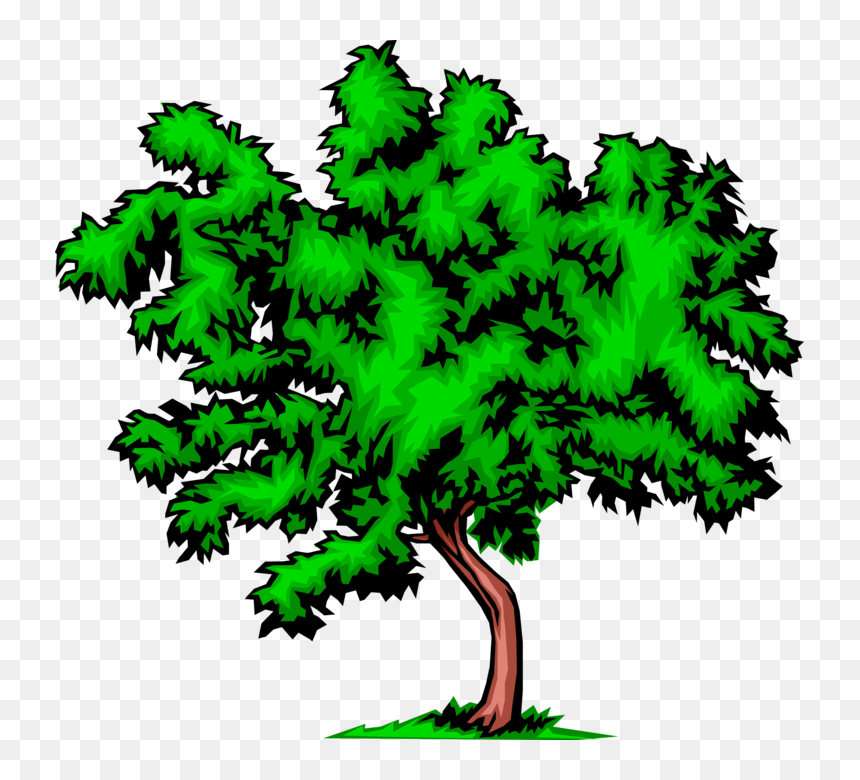 Vector Illustration Of Bushy Deciduous Tree - Things Related To Environment, HD Png Download - deciduous trees png