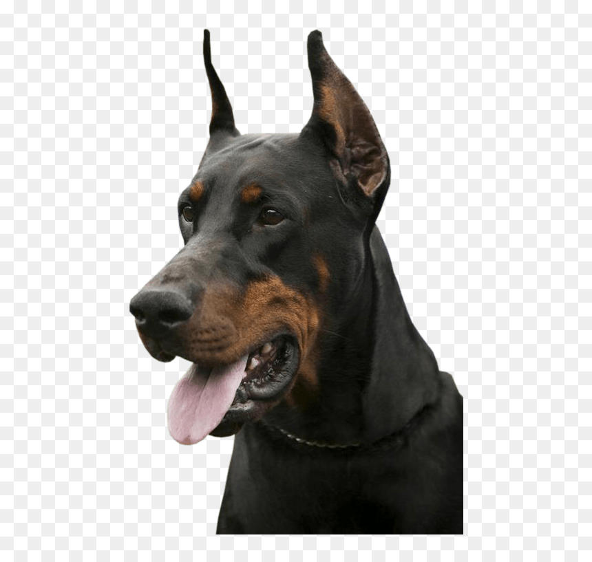 Dobermann, HD Png Download - asterix png