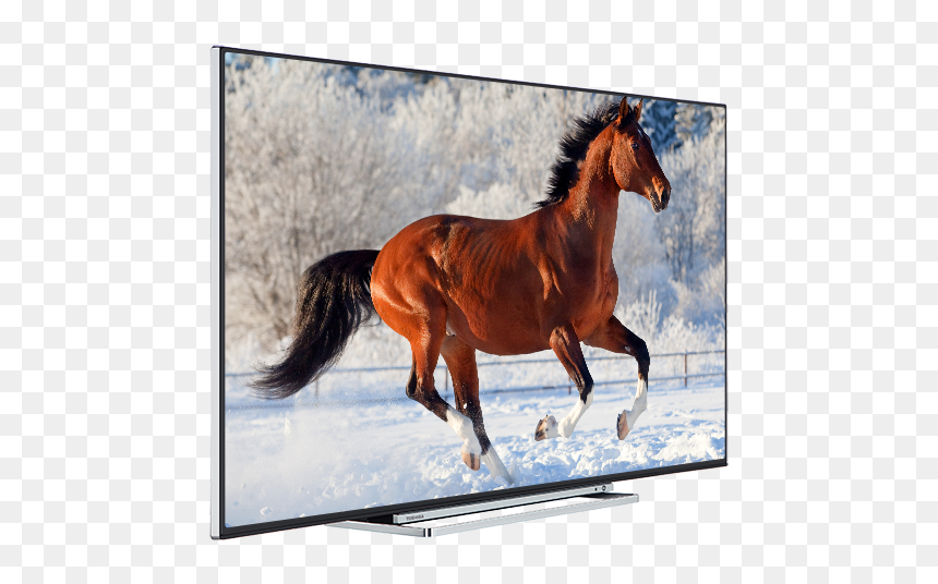 43 - Horses Galloping In The Snow, HD Png Download - horse .png