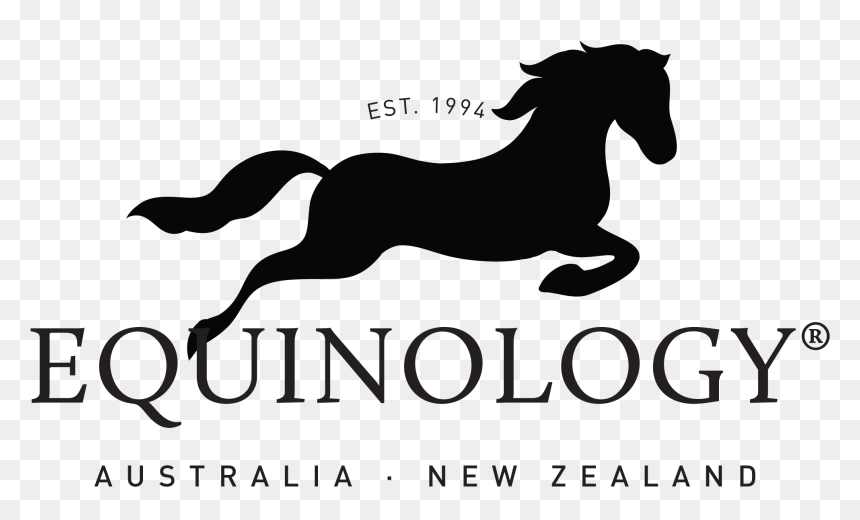 Stallion, HD Png Download - horse .png