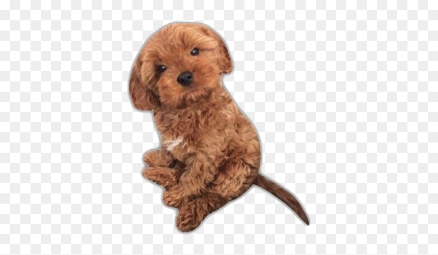 #dog #puppy #cute #png #pngs #aesthetic #niche - Companion Dog, Transparent Png - cute puppies png