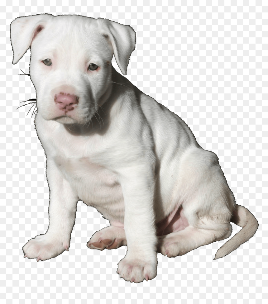 Pit Bull Pup Trans - Pit Bull Puppy, HD Png Download - cute puppies png