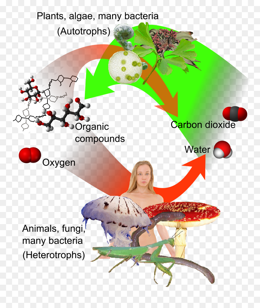 Auto-and Heterotrophs - Plant And Animal Immune System, HD Png Download - plants .png