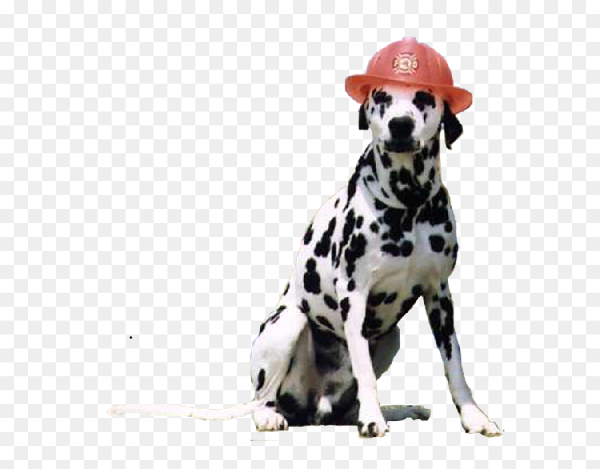 Dalmatian, HD Png Download - dalmation png