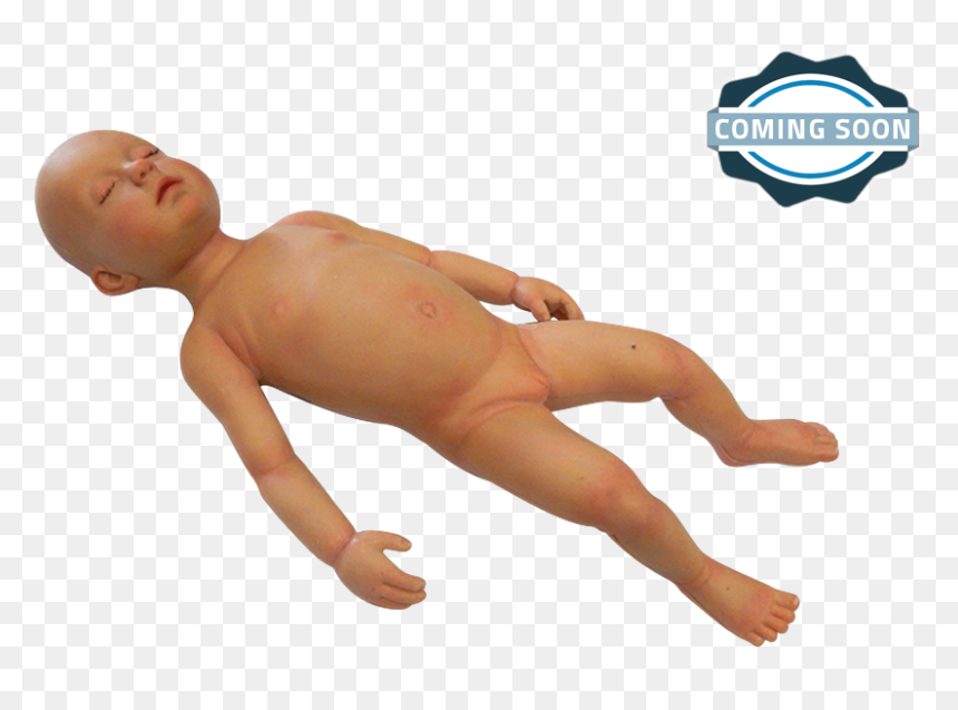 Infant Manikin For Medical Training - Transparent Anatomical Manikin, HD Png Download - manikin png