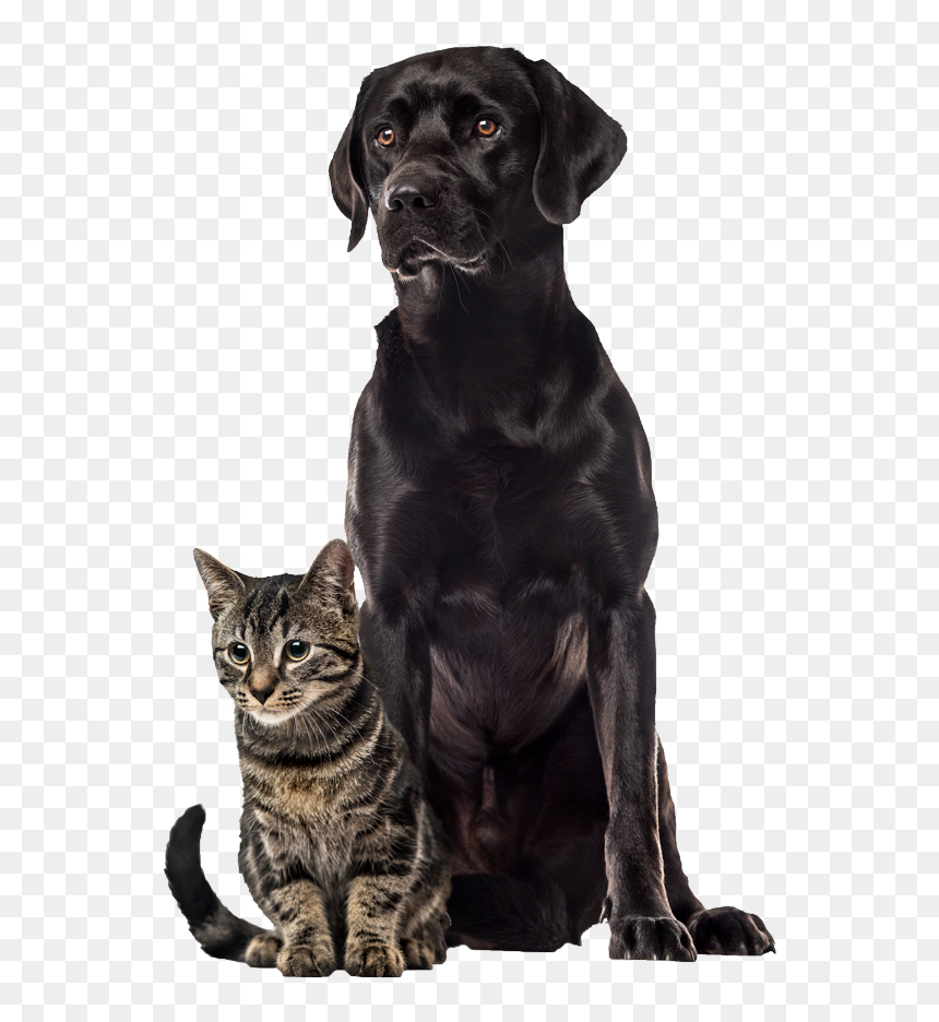 Labrador Retriever, HD Png Download - vet png