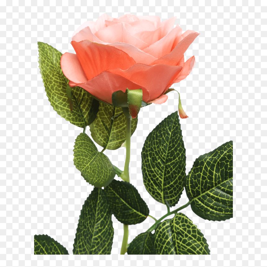 Single Rose Stem Orange - Garden Roses, HD Png Download - falling roses png