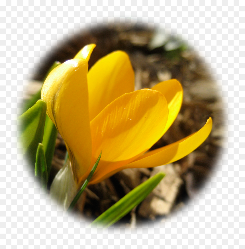 Spring Crocus, HD Png Download - crocus png