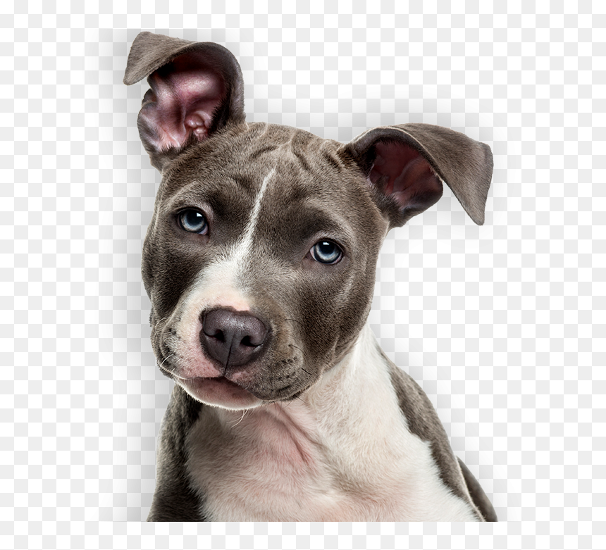 Transparent Papillon Dog Clipart - Am Staff White Background, HD Png Download - pitbull clipart png