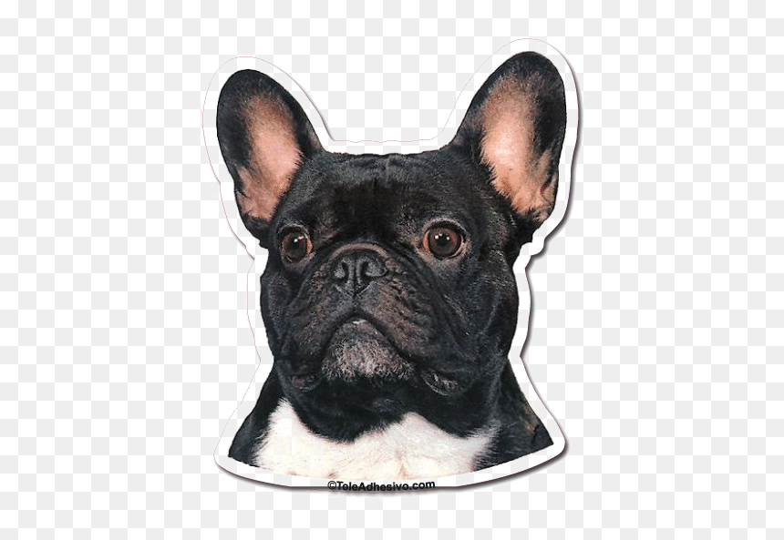 Bulldog Transparent Images - Png Bulldog, Png Download - bull dog png