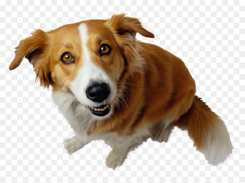 Dog Png - Research Topics Idea About Animal, Transparent Png - bull dog png
