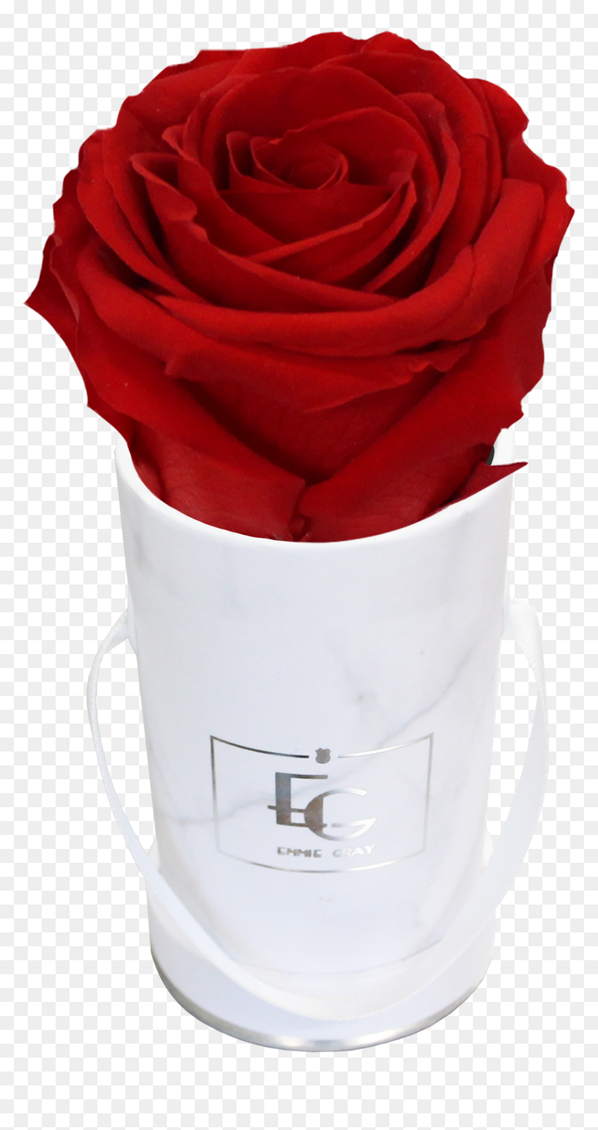 Classic Infinity Rosebox - Emmie Gray Rose, HD Png Download - infinity love png