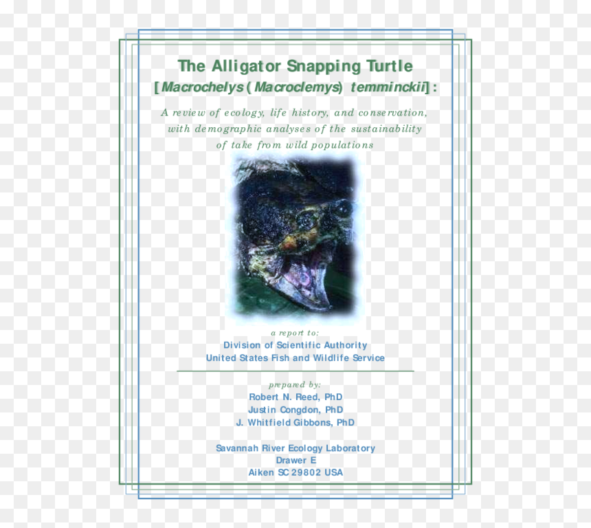 Sea Turtle, HD Png Download - snapping turtle png